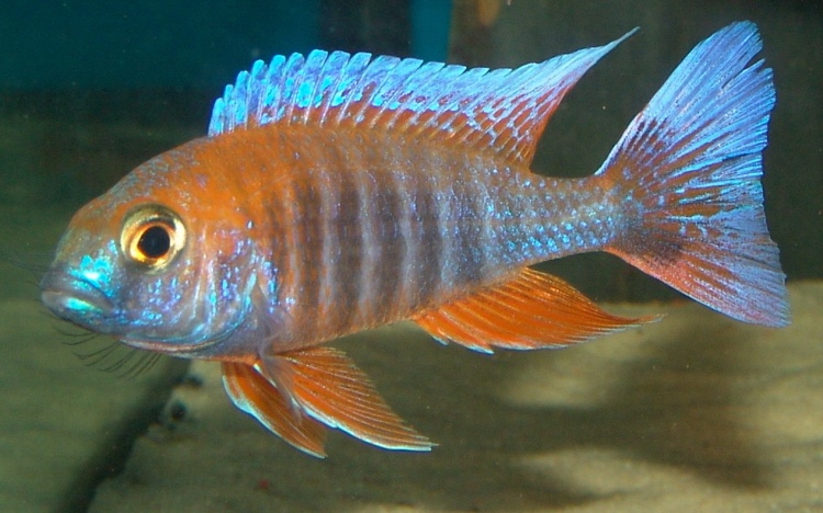 Aulonocara jacobfreibergi 'Cape Maclear'
